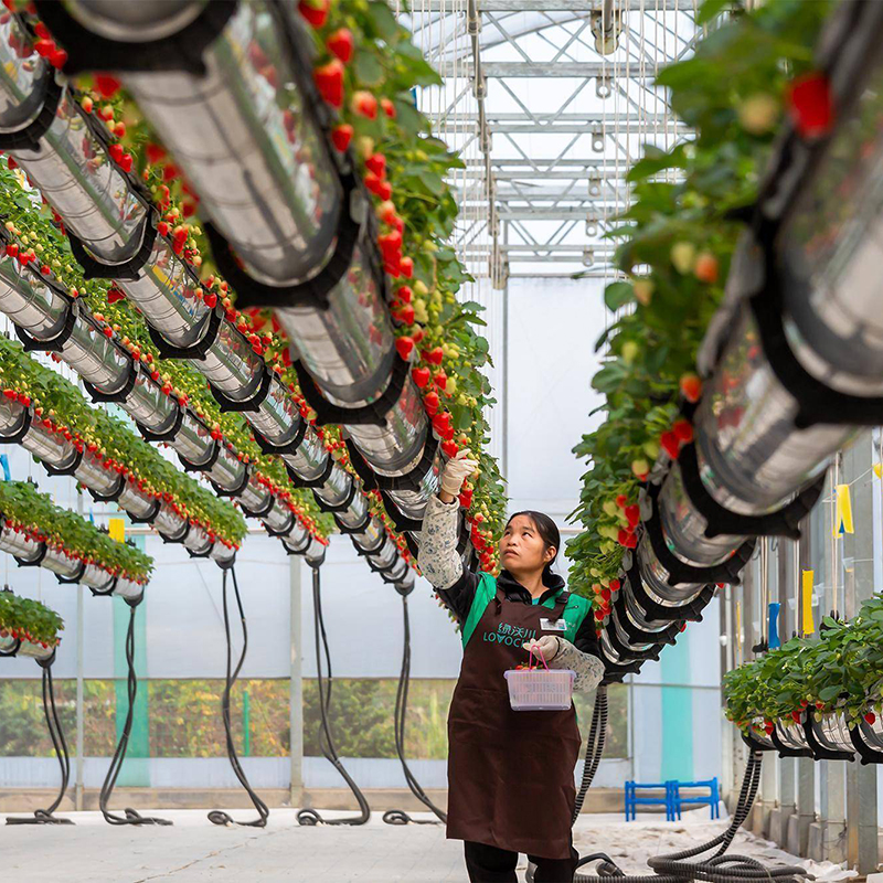 阳泉市种植槽空中草莓 - 哪里好