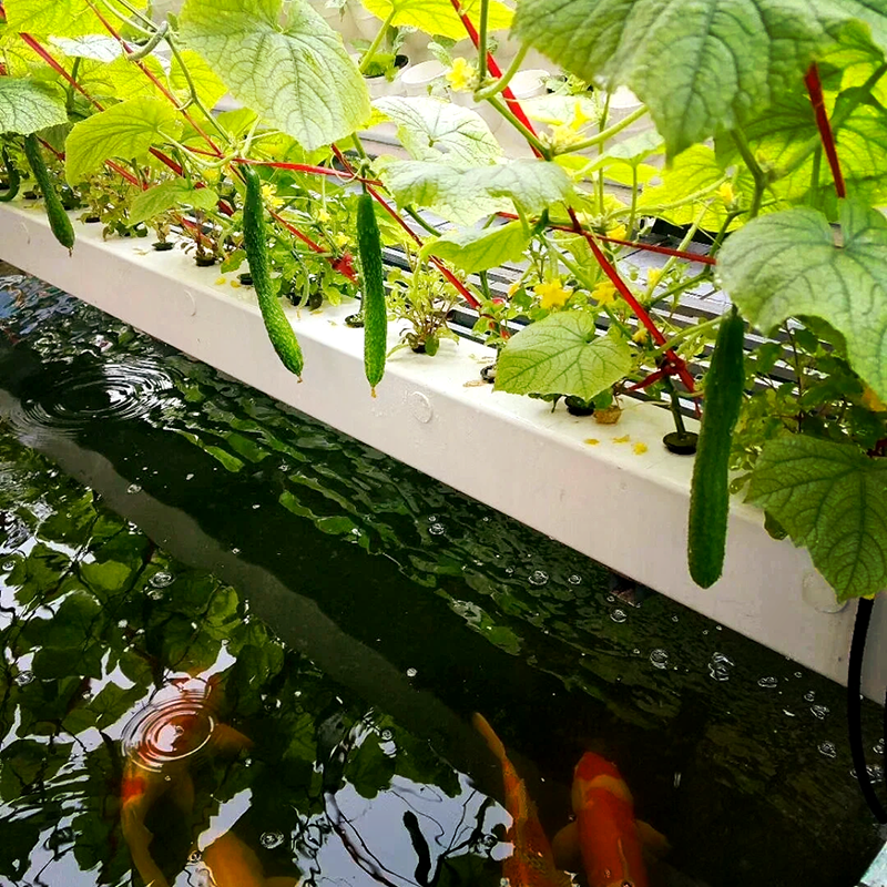阳泉市大棚鱼菜共生 - 厂家